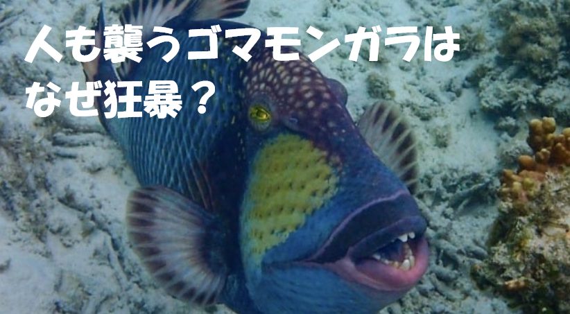 人も襲うゴマモンガラはなぜ狂暴?