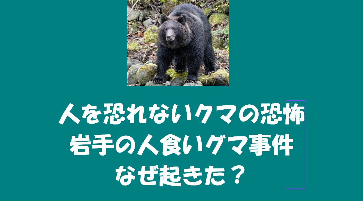 人を恐れないクマの恐怖｜岩手の人食いグマ事件、なぜ起きた？