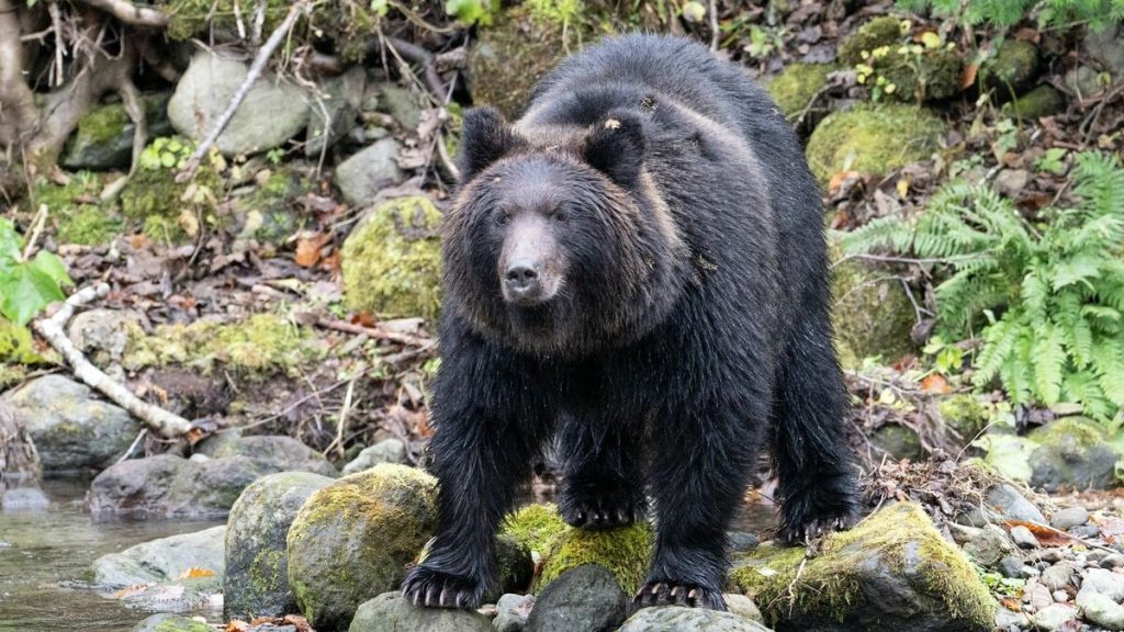 人を恐れないクマ